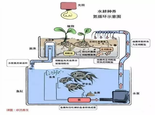 他把菜种在石头上，不喷农药不用肥料，却种出了好吃的放心菜！_6