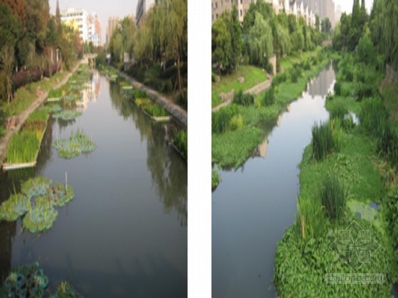 河道生态修复案例资料下载-河道生态治理技术及养护要求