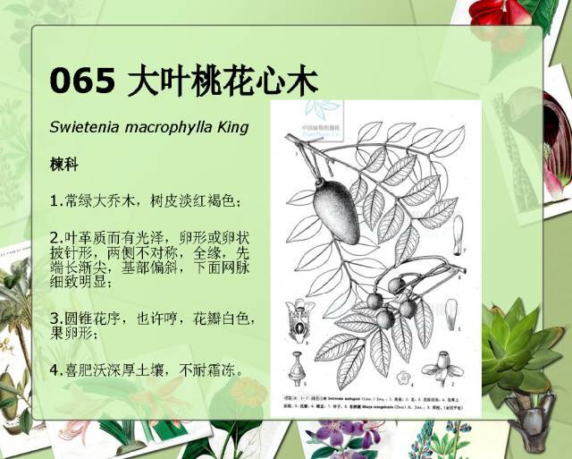 植物设计师必备：100种常见园林植物图鉴_116