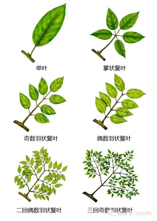 图解植物形态术语_10