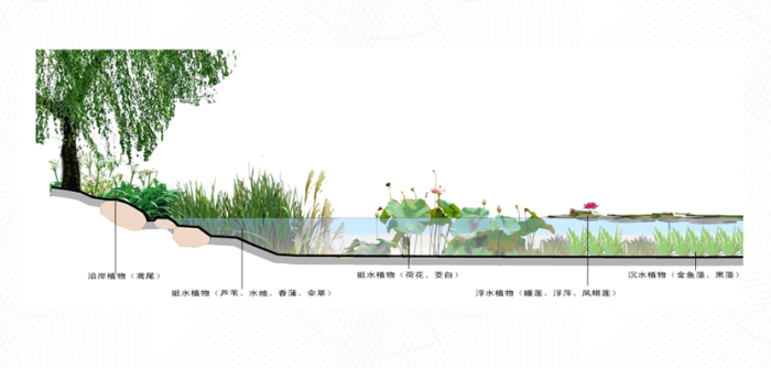 高度解读景观水处理和生态修复技术-生态系统建设水生植物