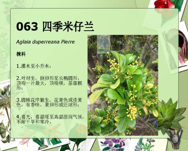 植物设计师必备：100种常见园林植物图鉴_112