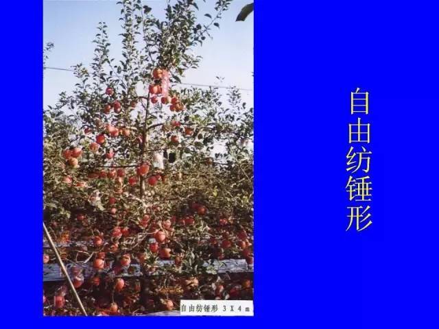 史上最全树木修剪图解（太全了）_16