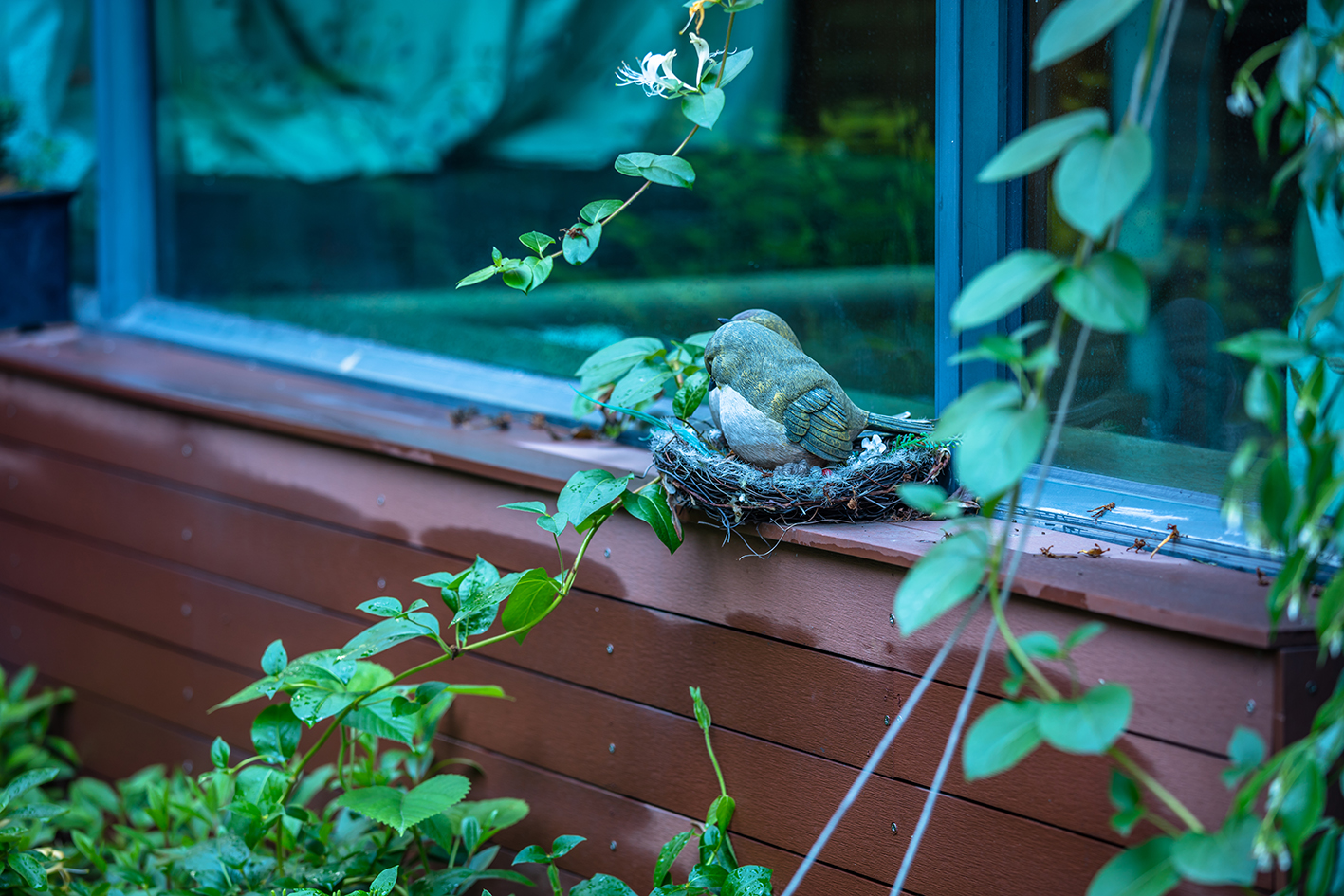 金银花下寄居的麻雀.
