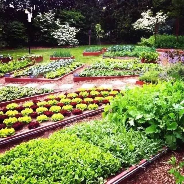 搬离白宫前，米歇尔捐出250万美元保护种了8年的白宫菜园_2
