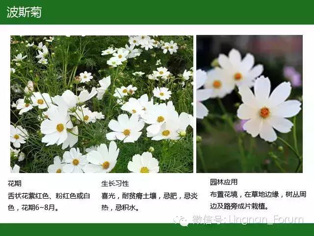 全国七大片区，常用开花植物集锦（上）_158