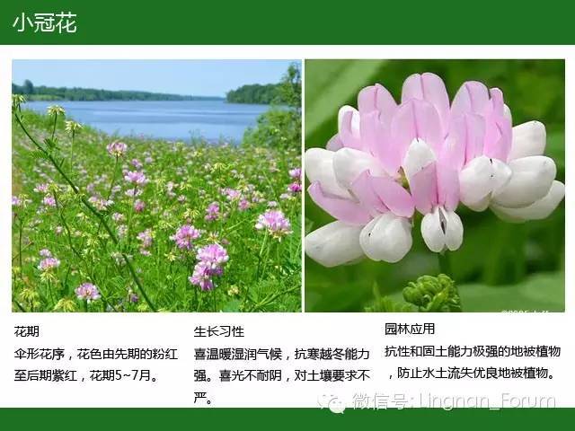 全国七大片区，常用开花植物集锦（上）_226