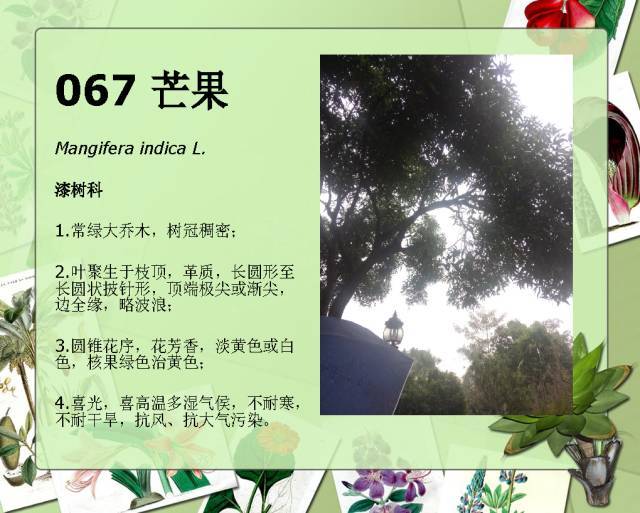 植物设计师必备：100种常见园林植物图鉴_120