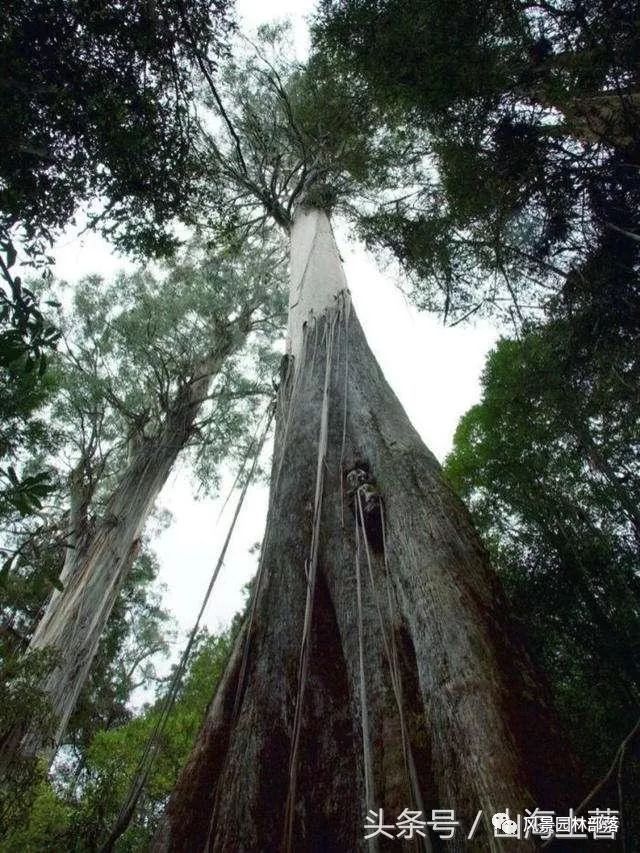 美斯特将军纪念公园资料下载-世界最高、最粗、最大、最稀有、最古老的那些树，中国上榜一个