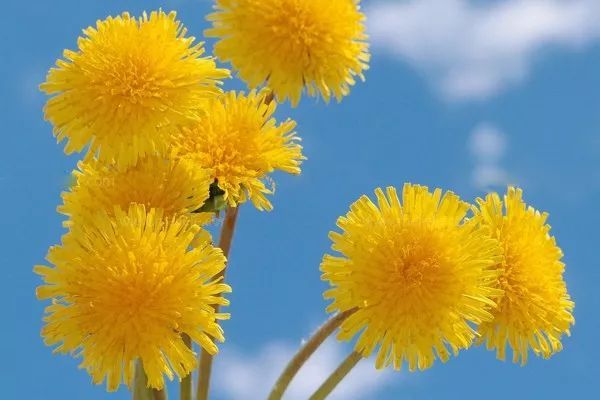 广西常见园林绿化植物资料下载-常见园林植物种类及搭配示例