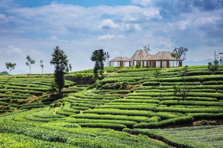 茶楼吊灯su资料下载-睡在云海与山谷间，睡在湖光与8万亩茶园里