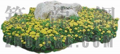 SU室外花草资料下载-花草 g050