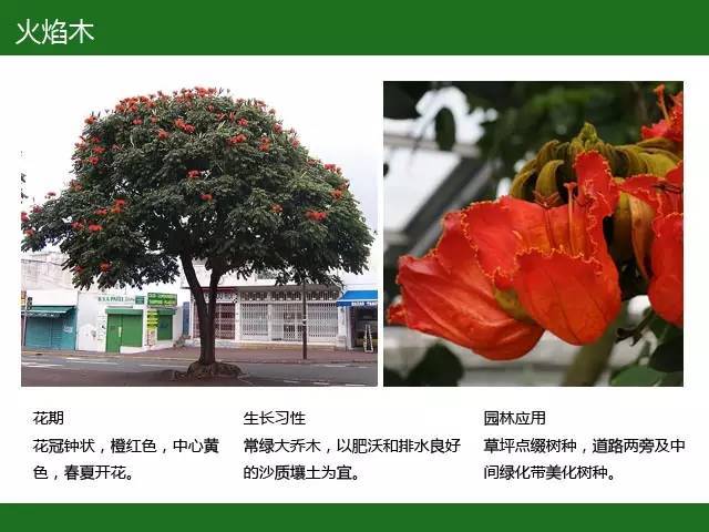 全国七大片区，常用开花植物集锦（上）_11