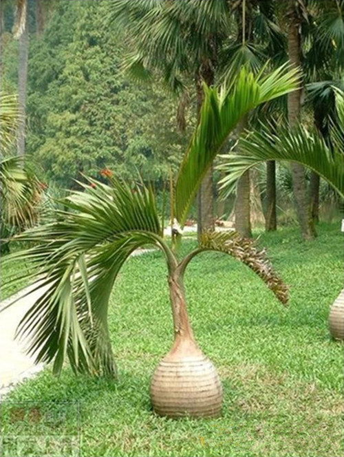 80种常见园林植物 · 景观设计师必知_67