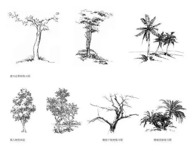 手绘草木分析图_5