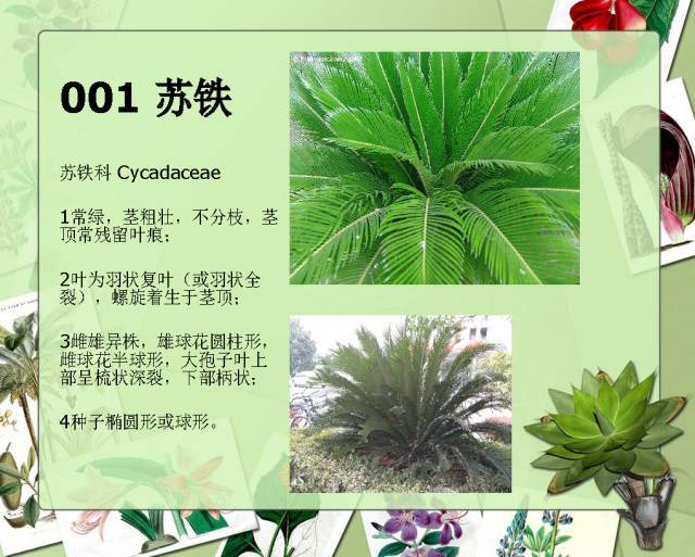 植物设计师必备：100种常见园林植物图鉴_3