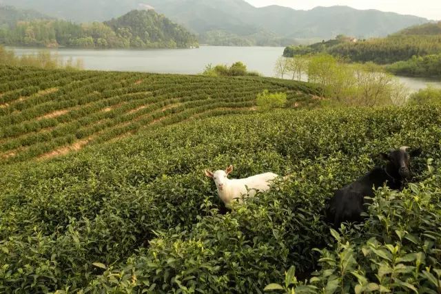 阿丽拉在中国_21