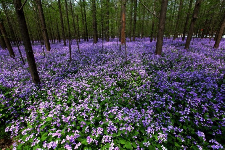 花卉观花植物室内资料下载-[地被]地被花卉特点及作用