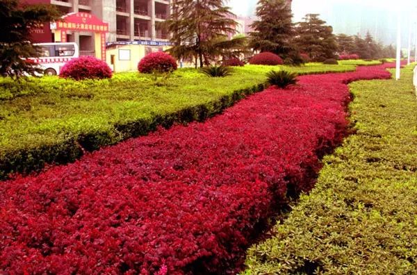 [分享]提升绿化档次的3大类色块苗推荐