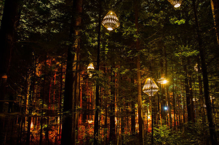 艺术水晶森林装置资料下载-新西兰森林灯光装置