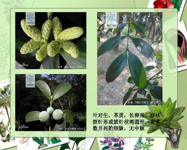 植物设计师必备：100种常见园林植物图鉴_19