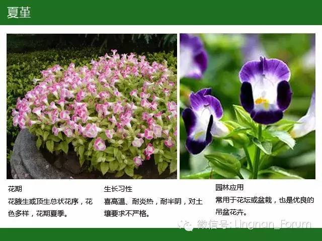 全国七大片区，常用开花植物集锦（上）_155