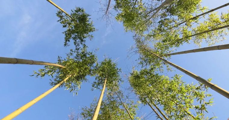 屋顶花园意义资料下载-你的屋顶花园，怎么少的了竹？