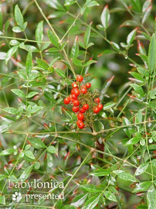 80种常见园林植物 · 景观设计师必知_72