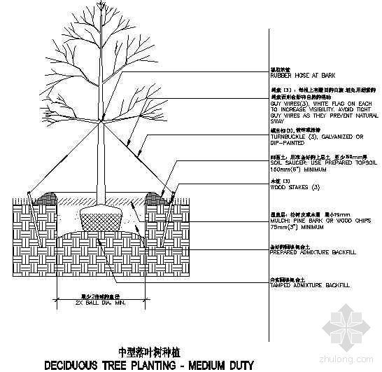 中型落叶树种植