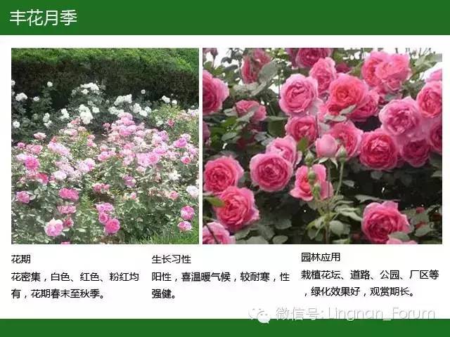 全国七大片区，常用开花植物集锦（上）_195