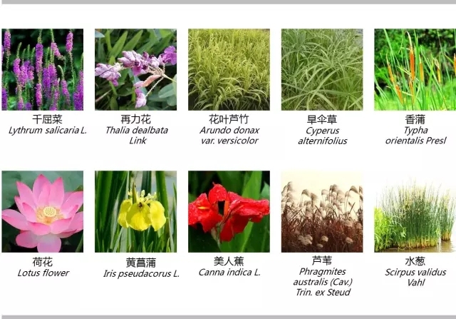 景观植物种植方式资料下载-河道景观植物的选择与应用