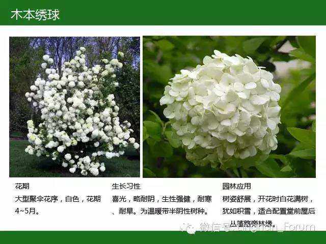 全国七大片区，常用开花植物集锦（上）_123