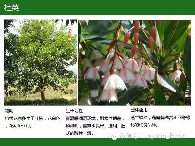 全国七大片区，常用开花植物集锦（上）_231