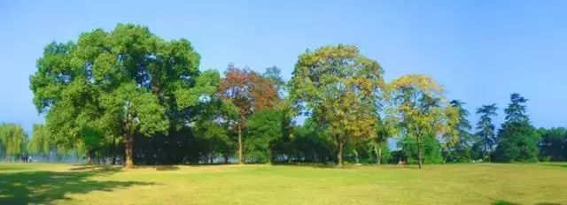 景观植物空间造景｜解析_31