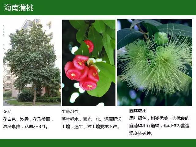 全国七大片区，常用开花植物集锦（上）_8