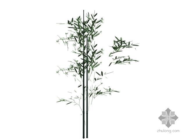 竹子植物SU模型资料下载-竹子