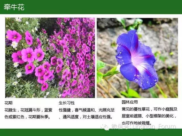 全国七大片区，常用开花植物集锦（上）_130