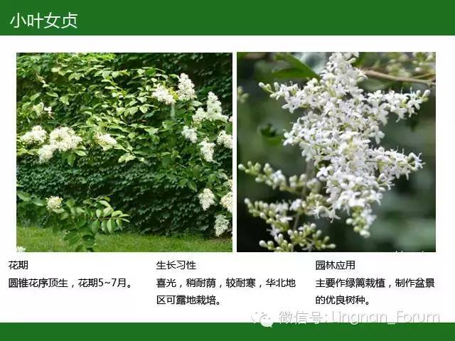 全国七大片区，常用开花植物集锦（上）_122