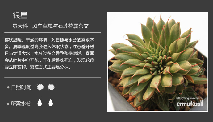 150款萌萌哒的多肉植物图鉴-【100种常见多肉植物图鉴】 <wbr>+ <wbr>多肉植物常见问题解答