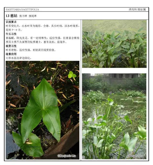 16种园林常用水生植物分类_15