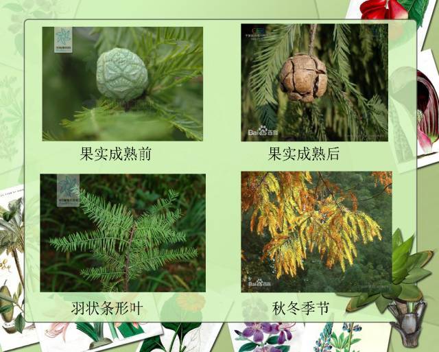 植物设计师必备：100种常见园林植物图鉴_14