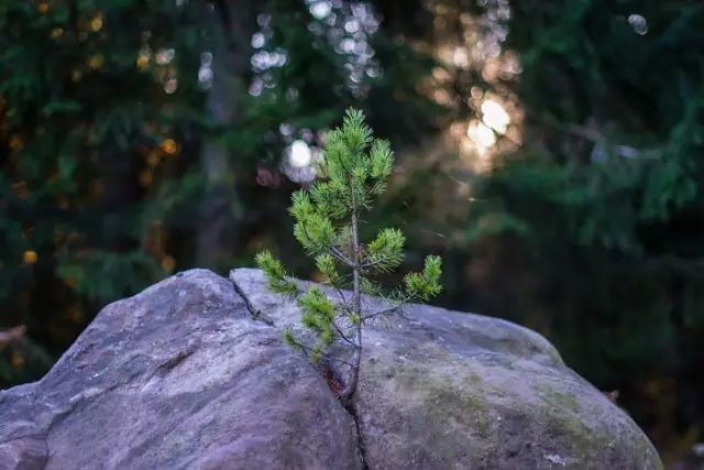 连树都这么拼命，你还有什么理由不奋斗？_20