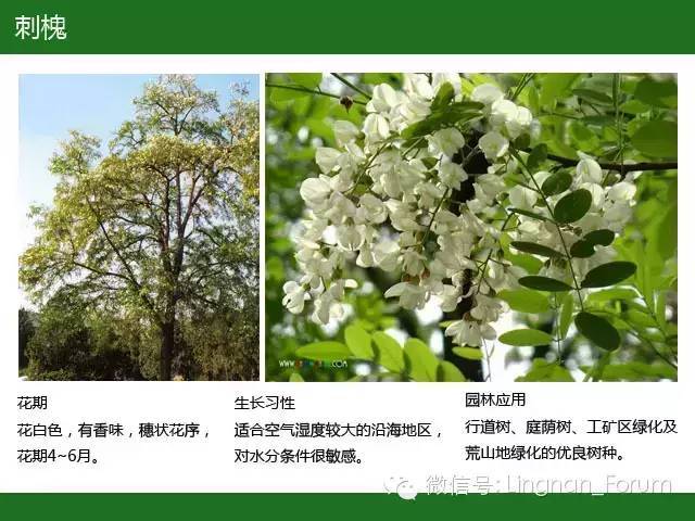 全国七大片区，常用开花植物集锦（上）_68