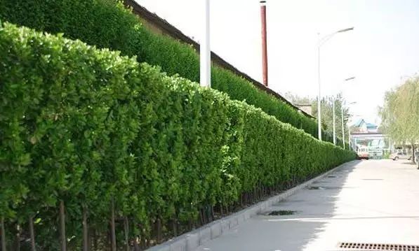 街头旁绿地资料下载-绿篱在景观中的运用