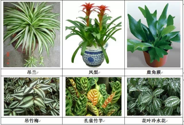 [垂直绿化]能上墙植物大全！-640.webp (8).jpg