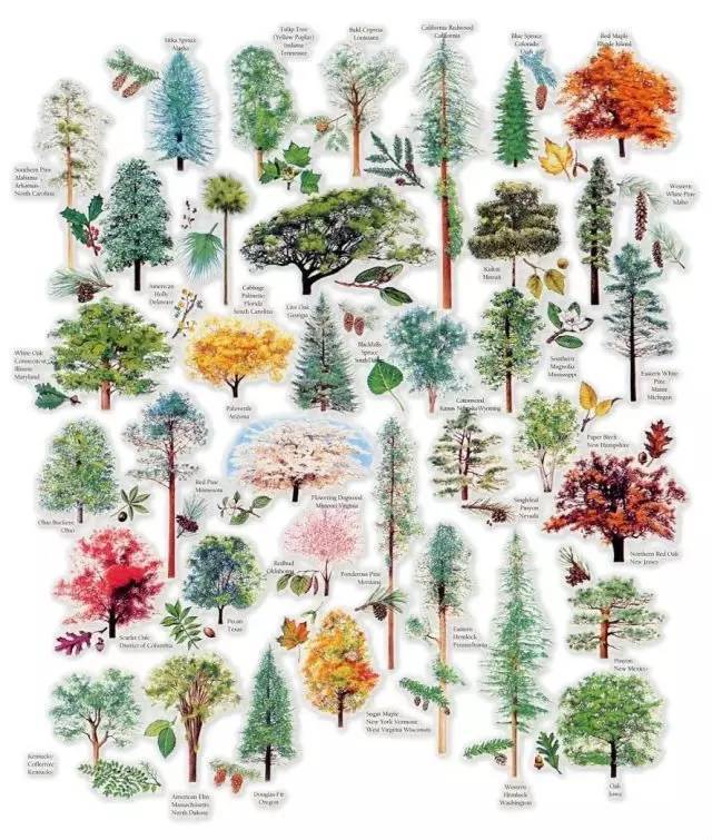 园林植物苗木图例资料下载-[干货]最全植物图例