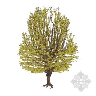 室外绿化3D模型资料下载-秋天的树5