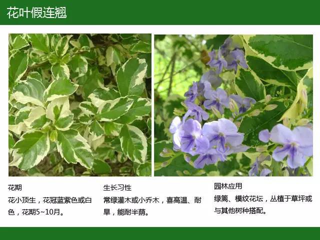 全国七大片区，常用开花植物集锦（上）_24