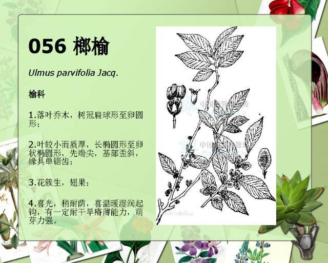 植物设计师必备：100种常见园林植物图鉴_98