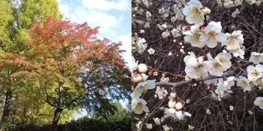 没错！几平米也能做个日式庭院！_18